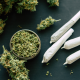 CanQuit: una ayuda práctica para dejar o reducir el consumo de cannabis